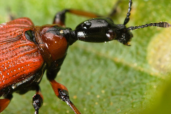 Apoderus coryli (Oszynda leszczynowiec)