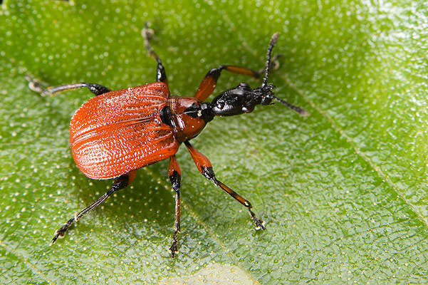 Apoderus coryli (Oszynda leszczynowiec)