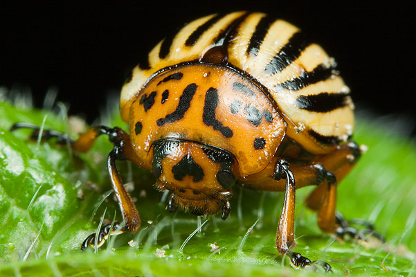 Leptinotarsa decemlineata (stonka ziemniaczana)