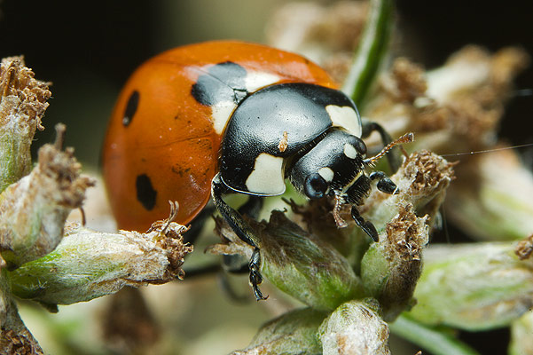 Coccinella septempunctata (biedronka siedmiokropka)