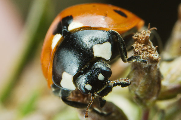 Coccinella septempunctata (biedronka siedmiokropka)