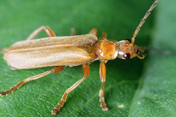 Cantharis cryptica