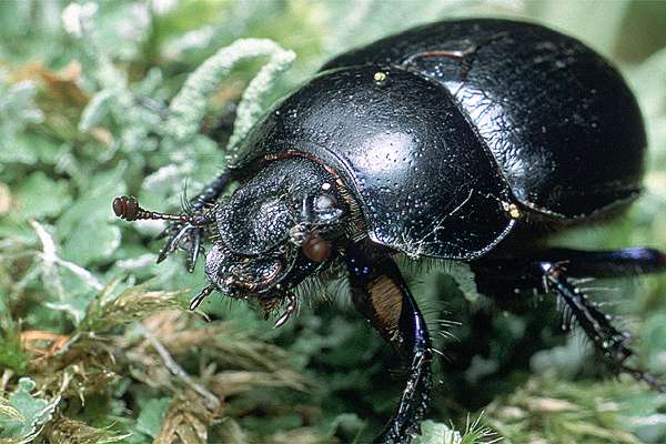 Anoplotrupes stercorosus (uk leny)