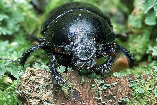 Anoplotrupes stercorosus (uk leny)