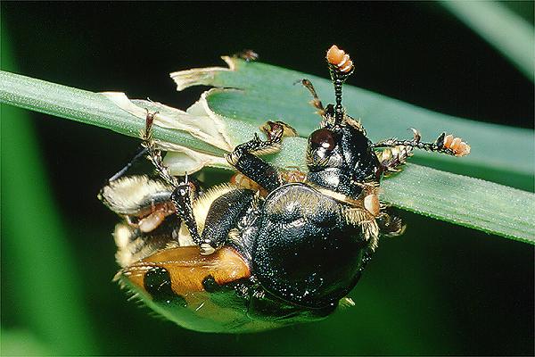 Necrophorus vespillo (Grabarz pospolity)