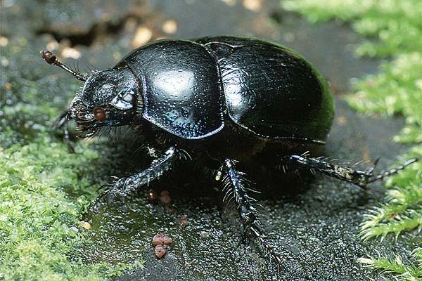 Anoplotrupes stercorosus (uk leny)