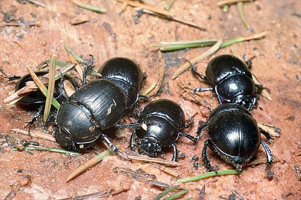 Anoplotrupes stercorosus (uk leny)