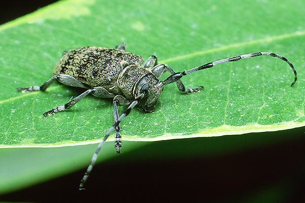 Oplosia fennica