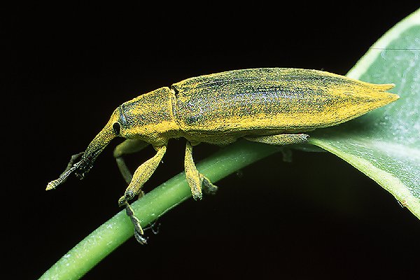 Lixus iridis (Kulczanka kosacwka)