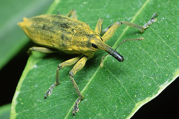 Lixus iridis (Kulczanka kosacwka)