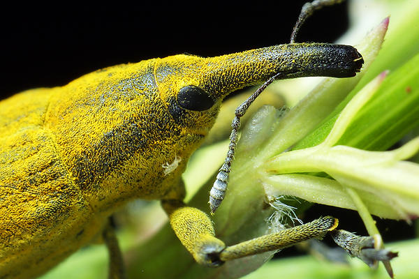 Lixus iridis (Kulczanka kosacwka)