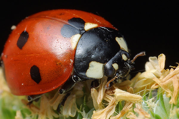 Coccinella septempunctata (biedronka siedmiokropka)