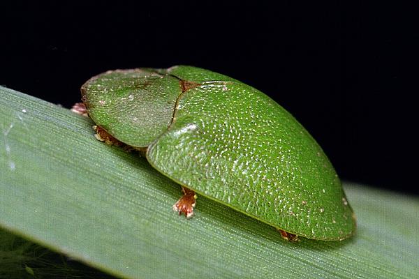 Cassida viridis (tarczyk zielony)