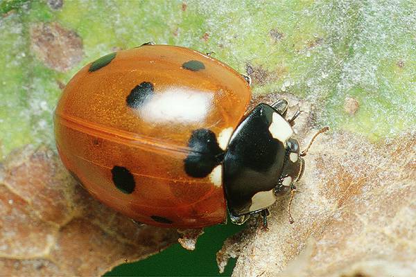 Coccinella septempunctata (Biedronka siedmiokropka)