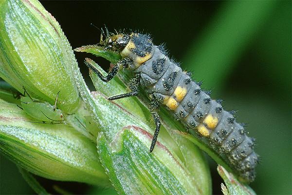 Coccinella septempunctata (biedronka siedmiokropka)