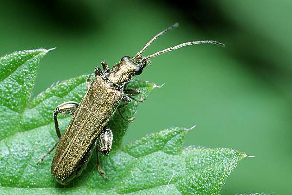 Oedemera viridis