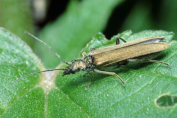 Oedemera viridis