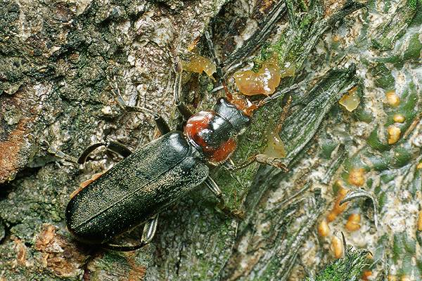 Cantharis fusca (Omomiek szary)