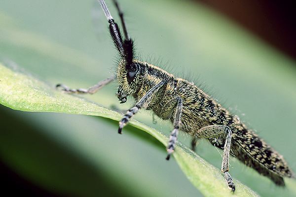 Zgrzytnica zielonkawowosa (Agapanthia villosoviridescens)