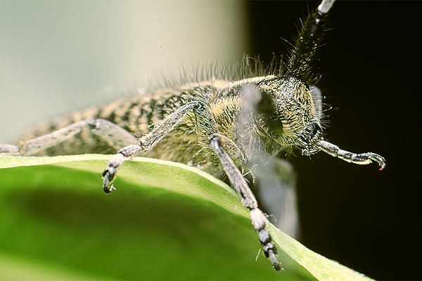 Zgrzytnica zielonkawowosa (Agapanthia villosoviridescens)