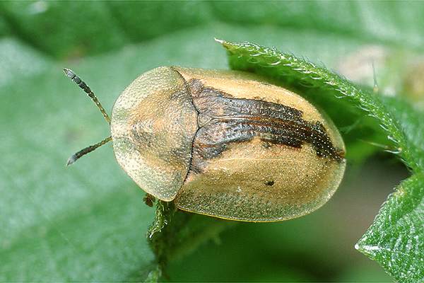 Cassida vibex