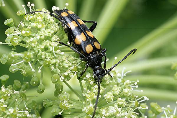 Leptura guadrifasciata (baldurek pregowany)