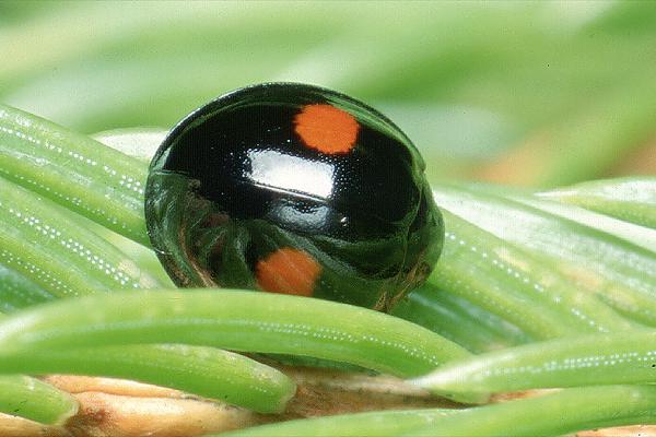 Chilocurus renipustulatus (Okrajka okrgoplamka)