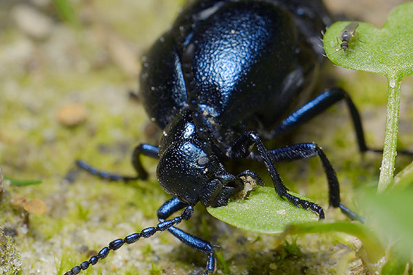 Meloe violaceus (Oleica fioletowa)