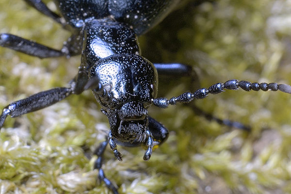 Meloe violaceus (Oleica fioletowa)