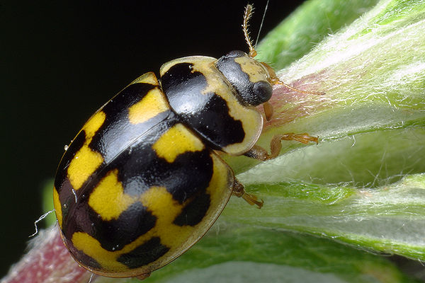 Propylea quatuodecimunctata (Wrzecika)