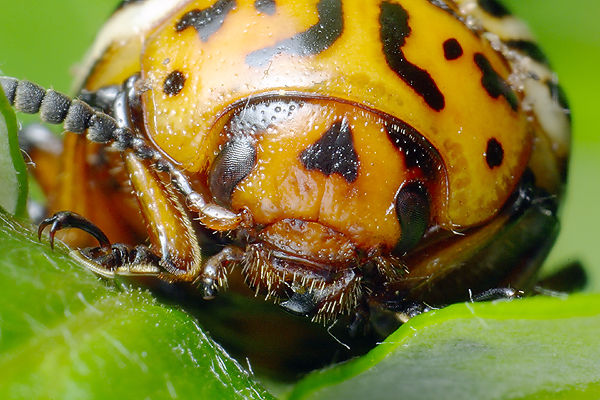 Leptinotarsa decemlineata (stonka ziemniaczana)