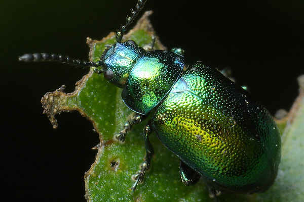 Gastrophysa viridula (Kadunica zielon)