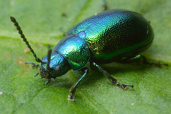 Gastrophysa viridula (Kadunica zielon)