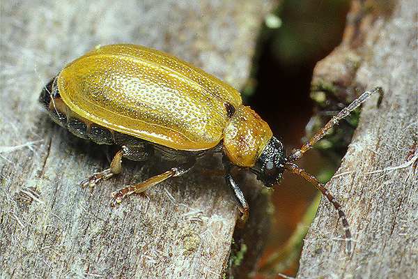 Lochmaea caprea (Naliscica wierzbowa)