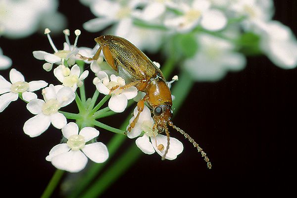 Orsodacne cerasi (Przemianka)