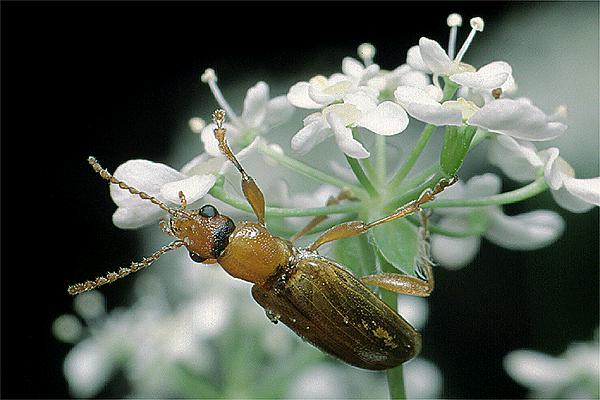 Orsodacne cerasi (Przemianka)