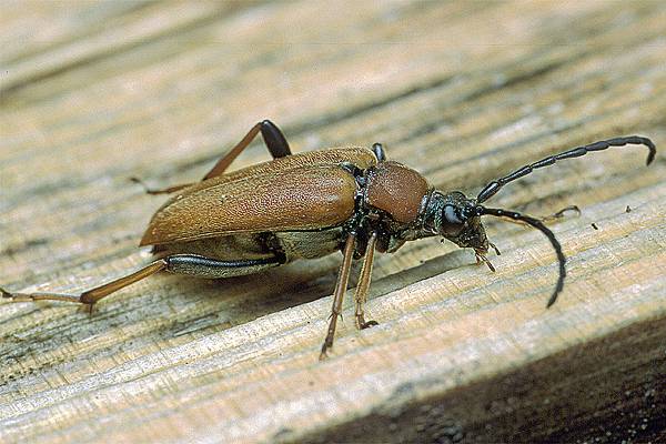 Leptura rubra (Zmorsznik czerwony)