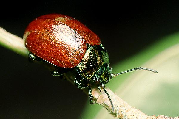 Chrysolina polita