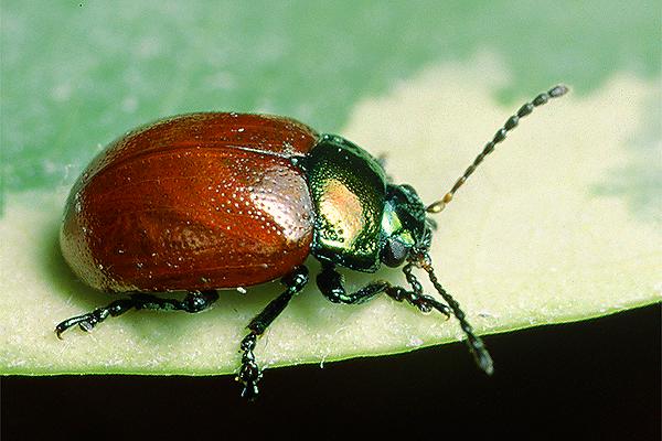 Chrysolina polita