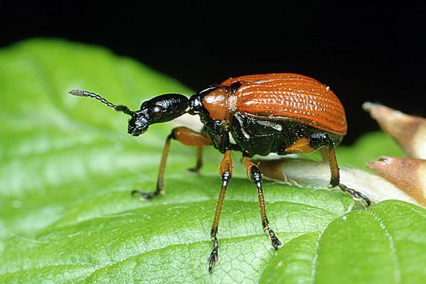 Apoderus coryli (Oszynda leszczynowiec)