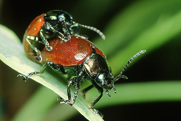 Chrysolina polita