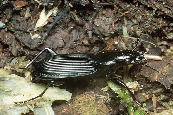 Pterostichus niger (szyko czarny)