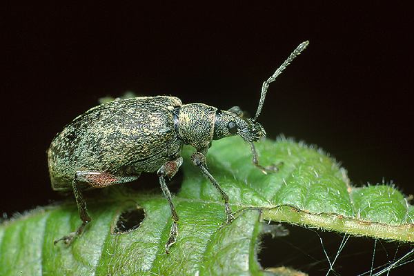 Phyllobius calcaratus