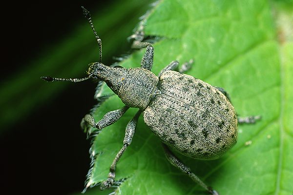 Liophloeus tessulatus