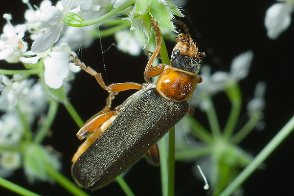 Cantharis nigricans