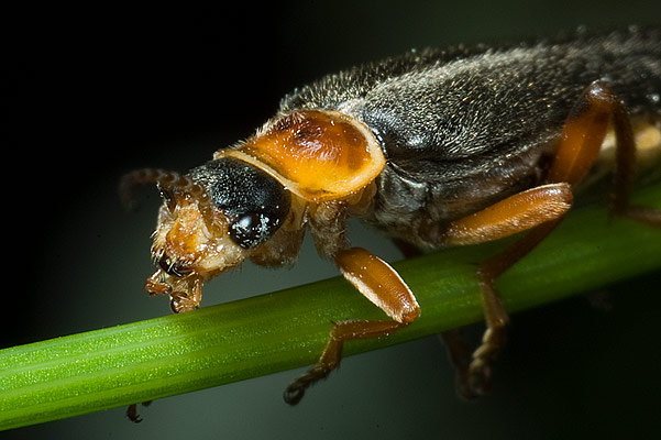 Cantharis nigricans