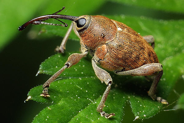 Curculio nucum (sonik orzechowiec)