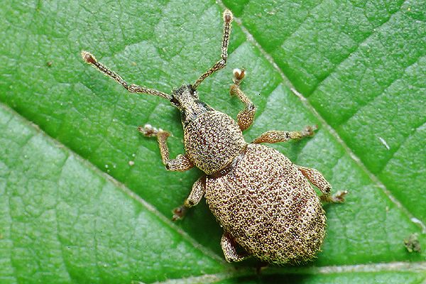 Otiorhynchus singularis