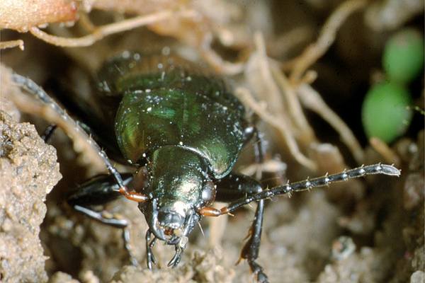 Pterostichus caerulescens (szyko)