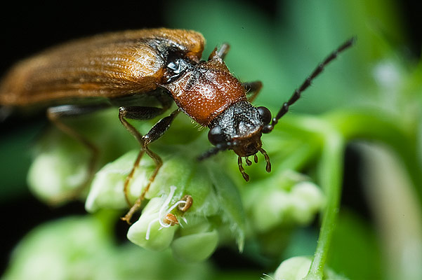 Denticollis linearis